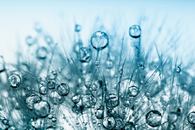 Abstract macro photo of plant seeds